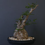 【plants greed】O.パキプス 549