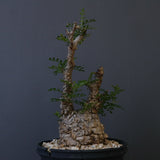 【plants greed】O.パキプス 549