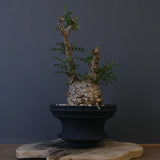 【plants greed】O.パキプス 549