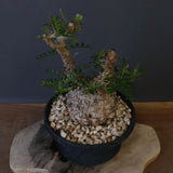 【plants greed】O.パキプス 549