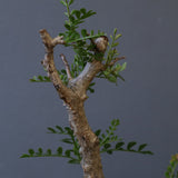 【plants greed】O.パキプス 549