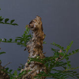 【plants greed】O.パキプス 549