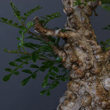 【plants greed】O.パキプス 549