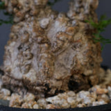 【plants greed】O.パキプス 549