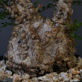 【plants greed】O.パキプス 549