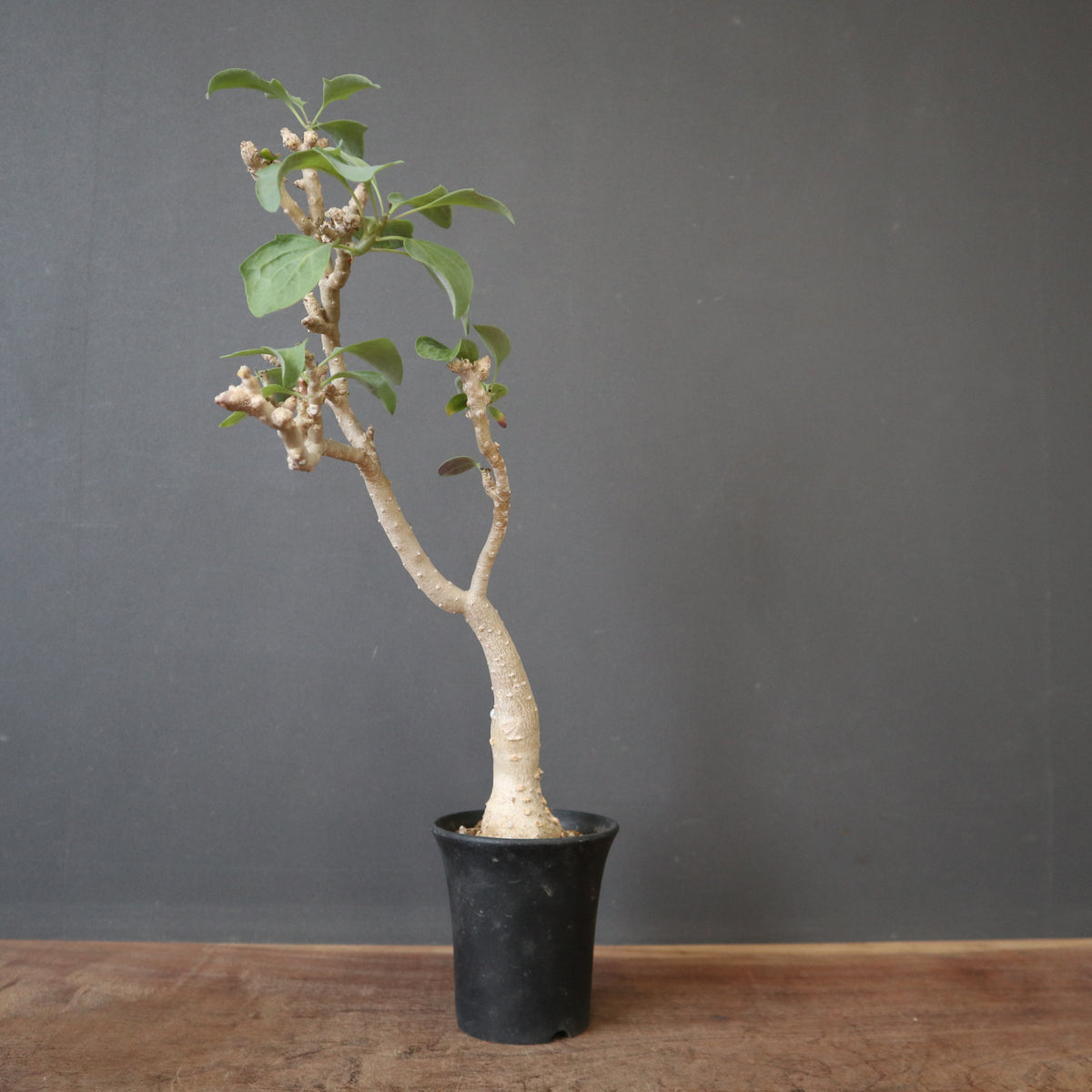 塊根植物 3頭多幹型 約20cm 発根済 現品限り】チレコドン・ペアルソニー 長期管理株【O52】 Tylecodon