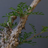 【plants greed】O.パキプス 549