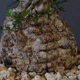 【plants greed】O.パキプス 549