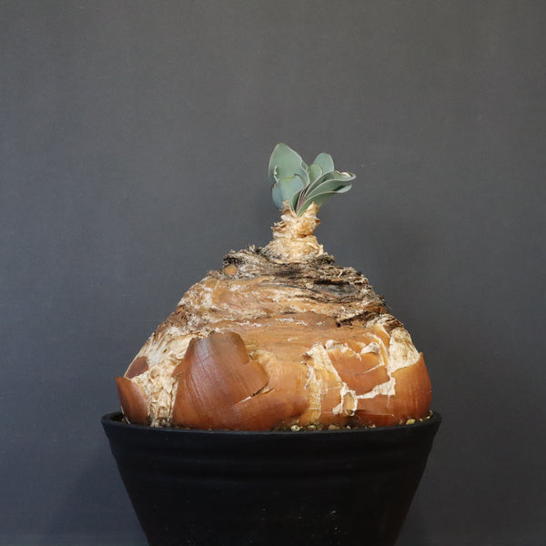 B.ハエマンソイデス 22