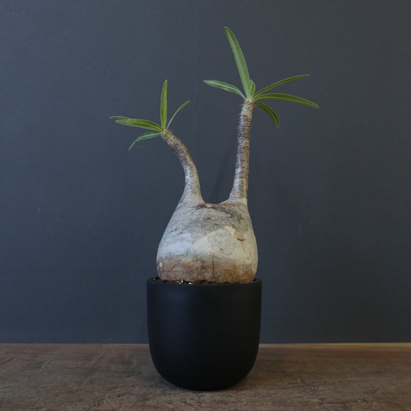 塊根植物 – 7ページ目 – TaiShoDo ONLINE SHOP