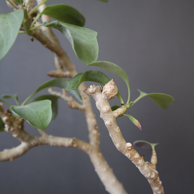 O.トリプリネルビア EC956 – TaiShoDo ONLINE SHOP