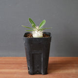 P.デンシフローラム（実生）　EC2916