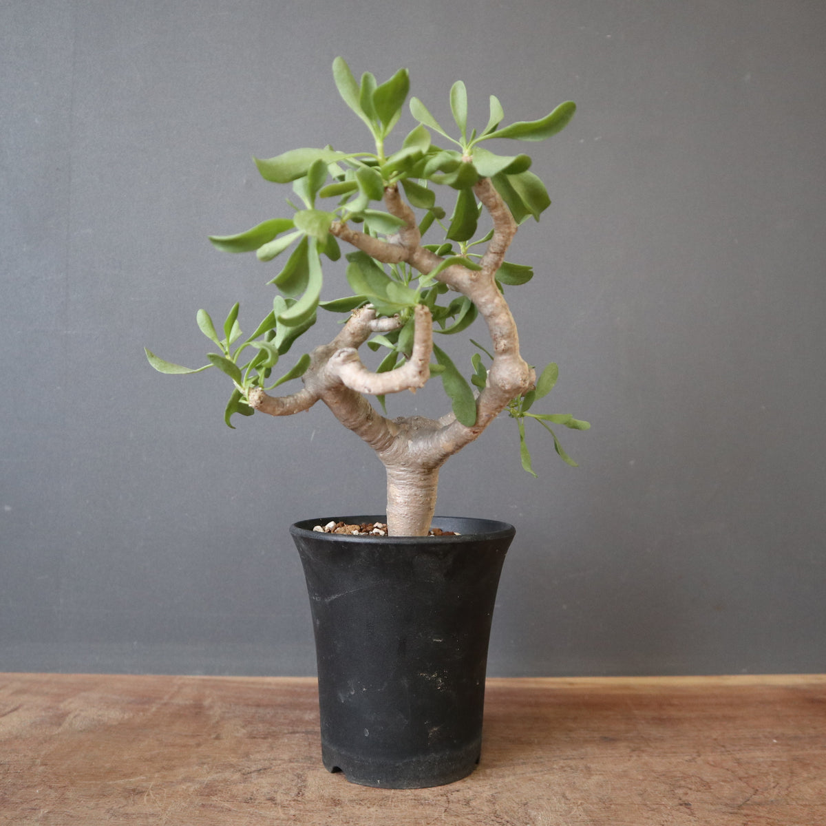 塊根植物セット 楽天市場】植物棚スターターセット(920サイズは予約販売) 水受けトレー