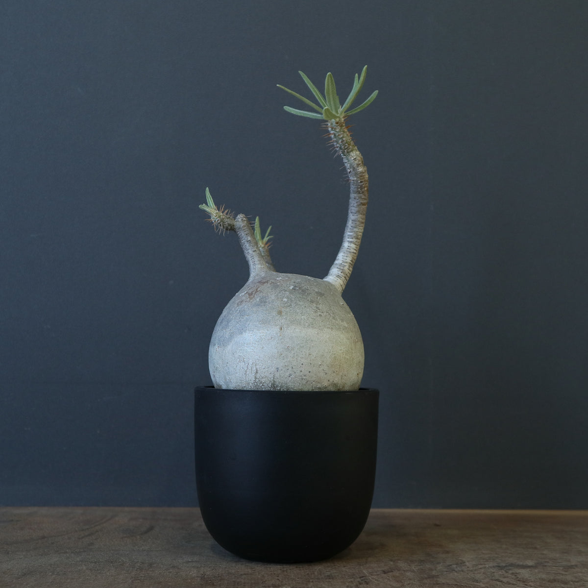 TaiShoDo ONLINE SHOP 塊根植物 多肉植物通販