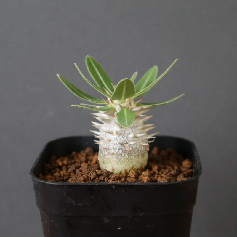 P.デンシフローラム（実生） EC2917 – TaiShoDo ONLINE SHOP