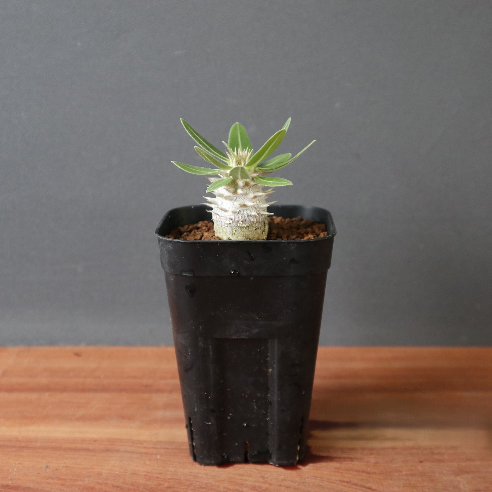P.デンシフローラム（実生） EC2917 – TaiShoDo ONLINE SHOP