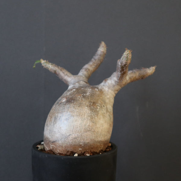 塊根植物 – 8ページ目 – TaiShoDo ONLINE SHOP