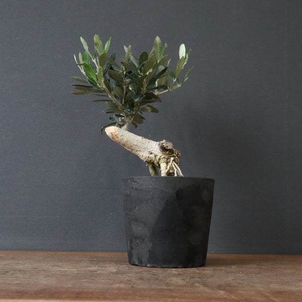 オリーブ（マンザロ二）　EC1168