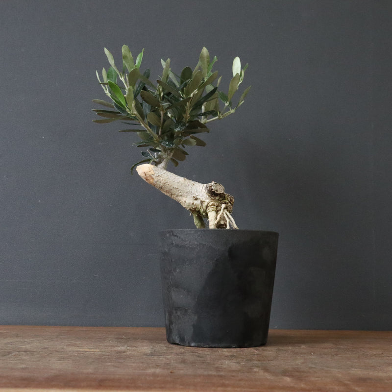 オリーブ（マンザロ二）　EC1168