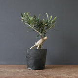 オリーブ（マンザロ二）　EC1168