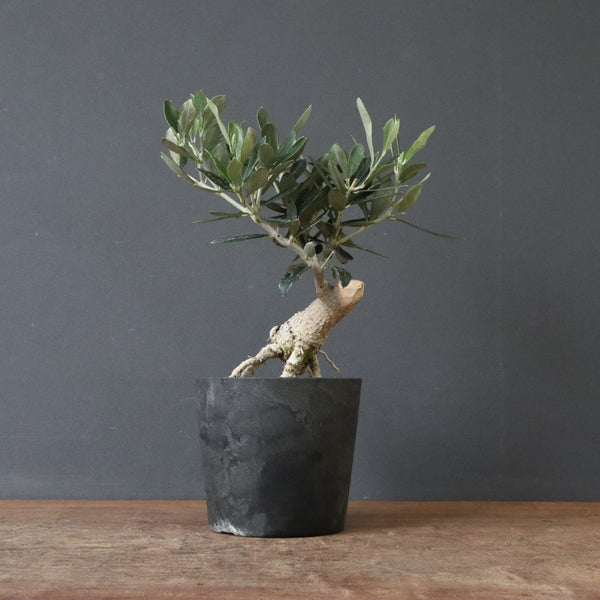 オリーブ（マンザロ二）　EC1168