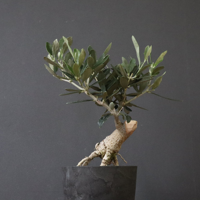 オリーブ（マンザロ二）　EC1168