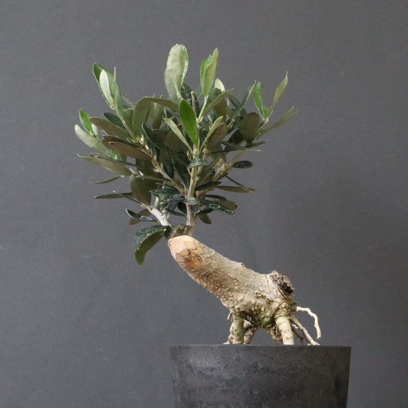 オリーブ（マンザロ二）　EC1168