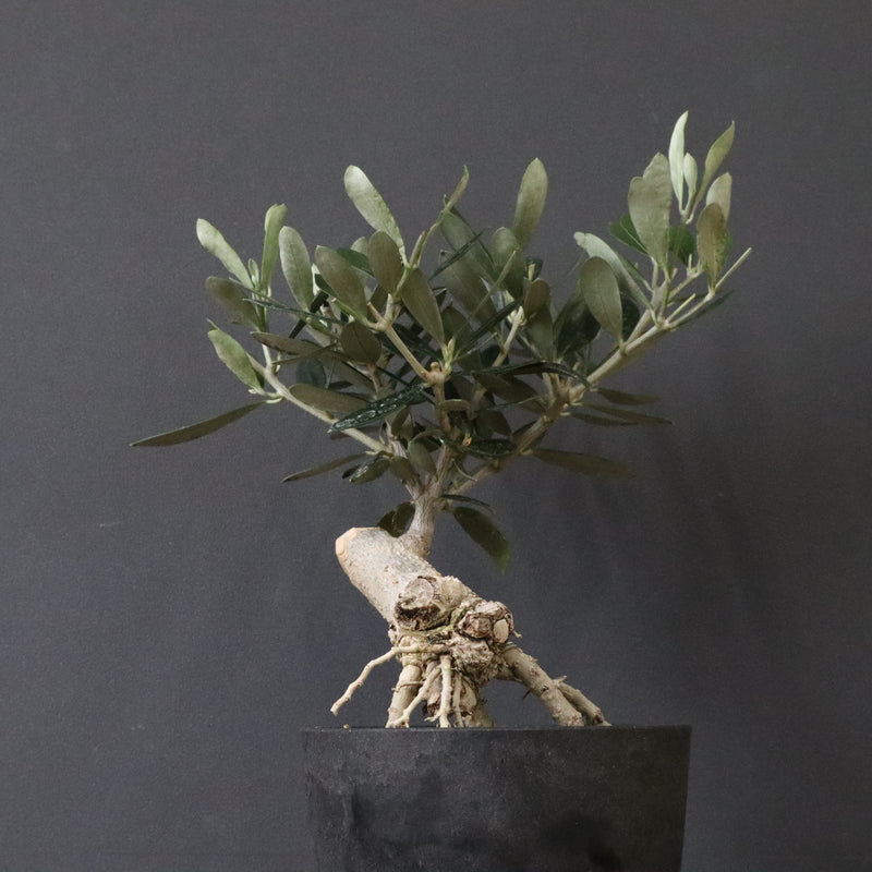 オリーブ（マンザロ二）　EC1168