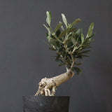 オリーブ（マンザロ二）　EC1168