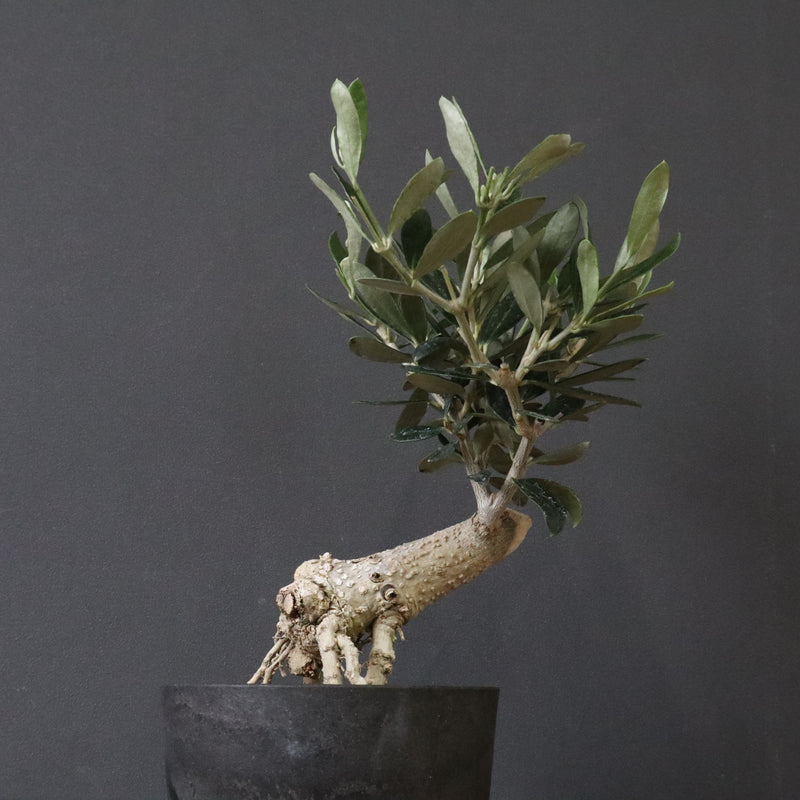 オリーブ（マンザロ二）　EC1168