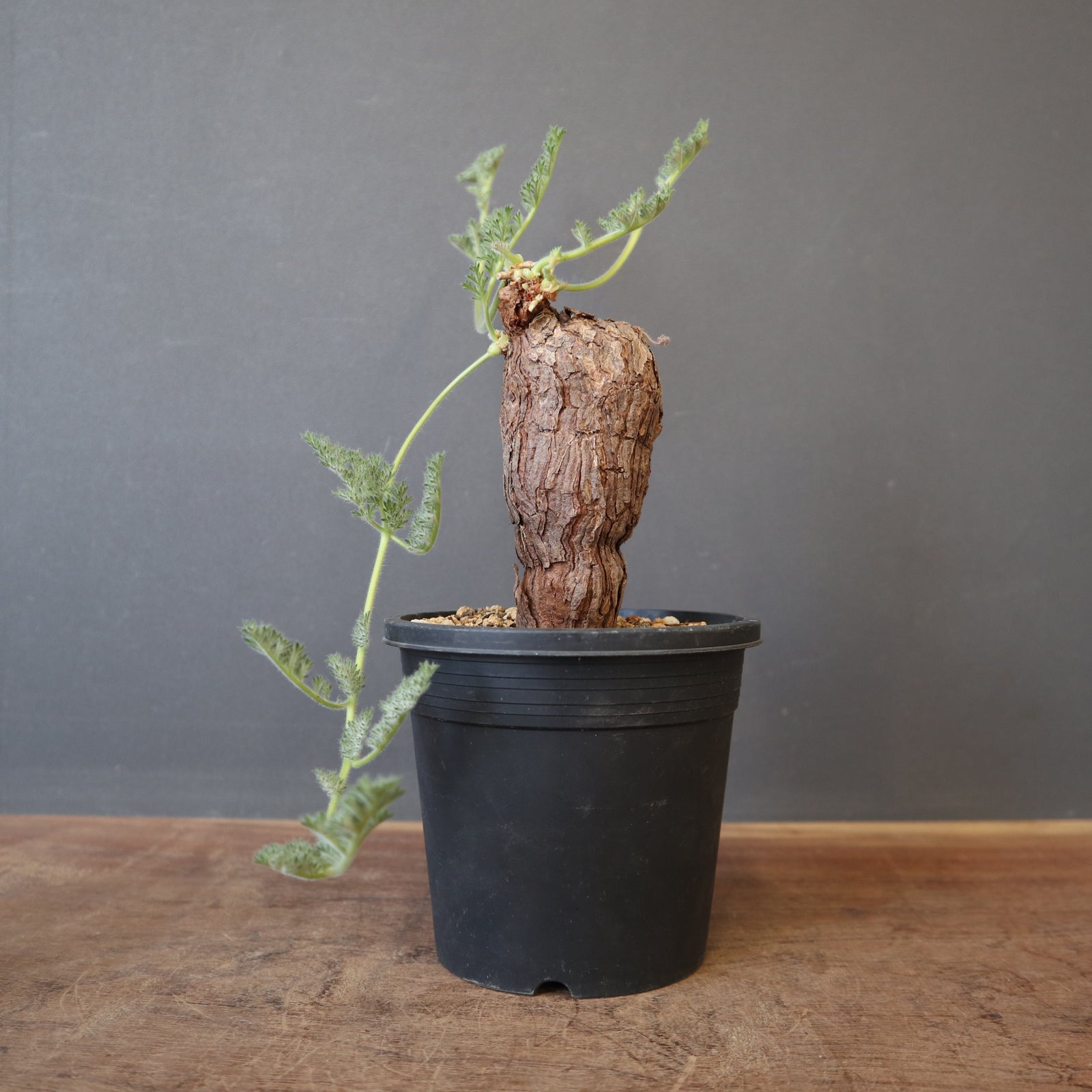 P.トリステ 88 – TaiShoDo ONLINE SHOP