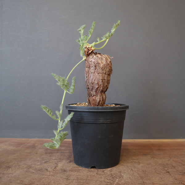 P.トリステ 88 – TaiShoDo ONLINE SHOP