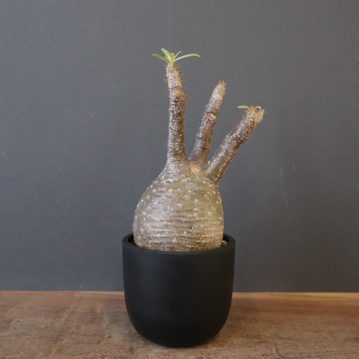 塊根植物 – 8ページ目 – TaiShoDo ONLINE SHOP