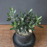 オリーブ（マンザロ二）　EC1168