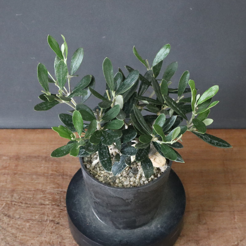 オリーブ（マンザロ二）　EC1168