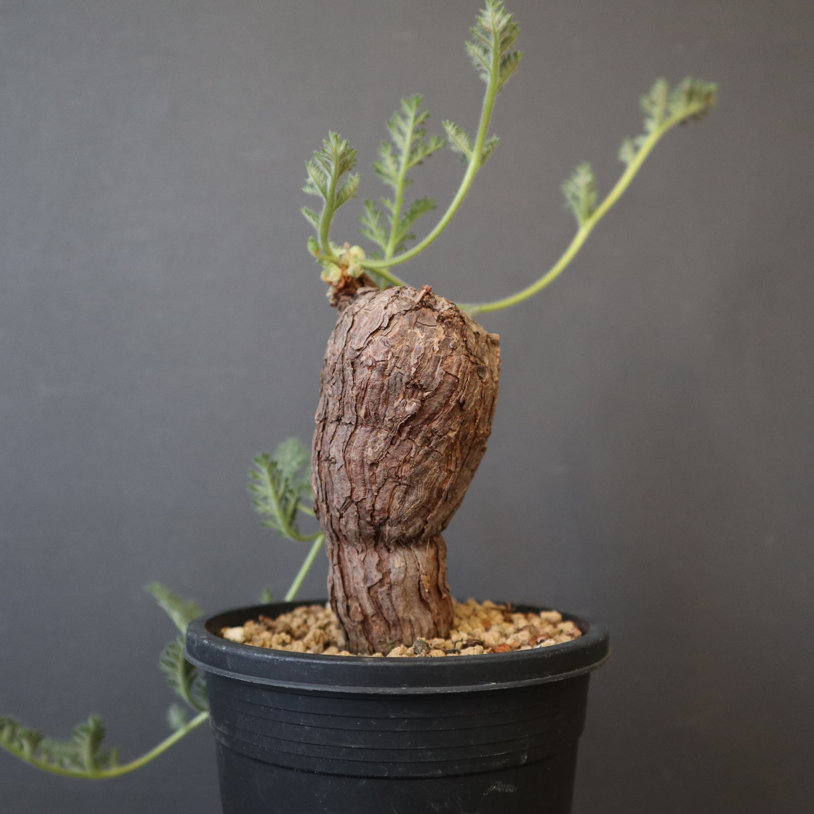 P.トリステ 88 – TaiShoDo ONLINE SHOP