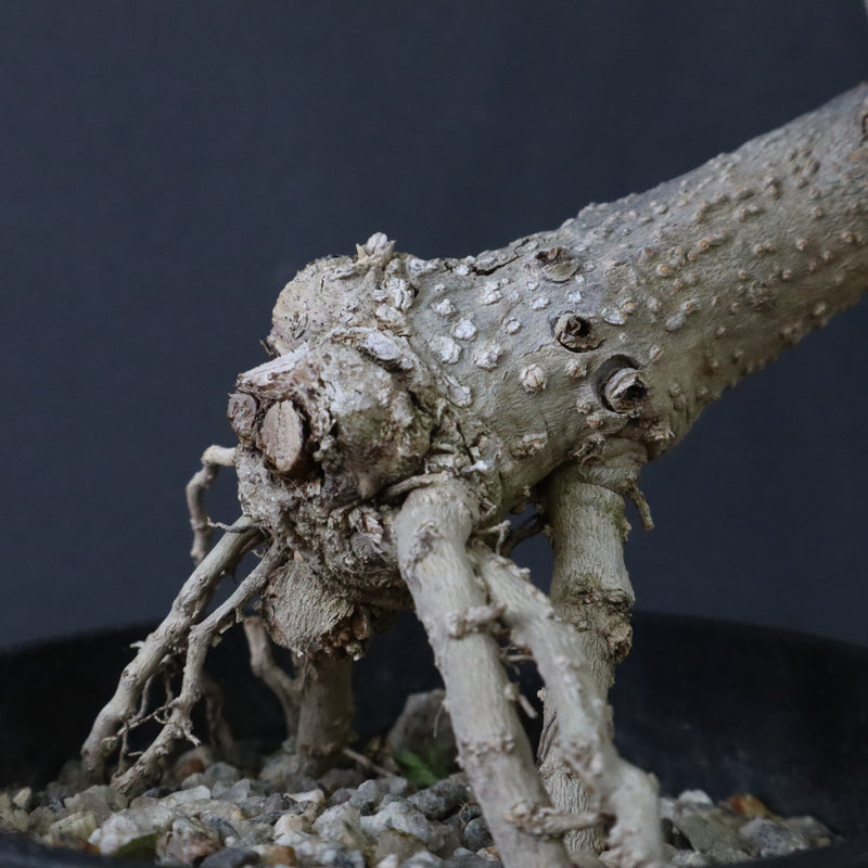 オリーブ（マンザロ二）　EC1168