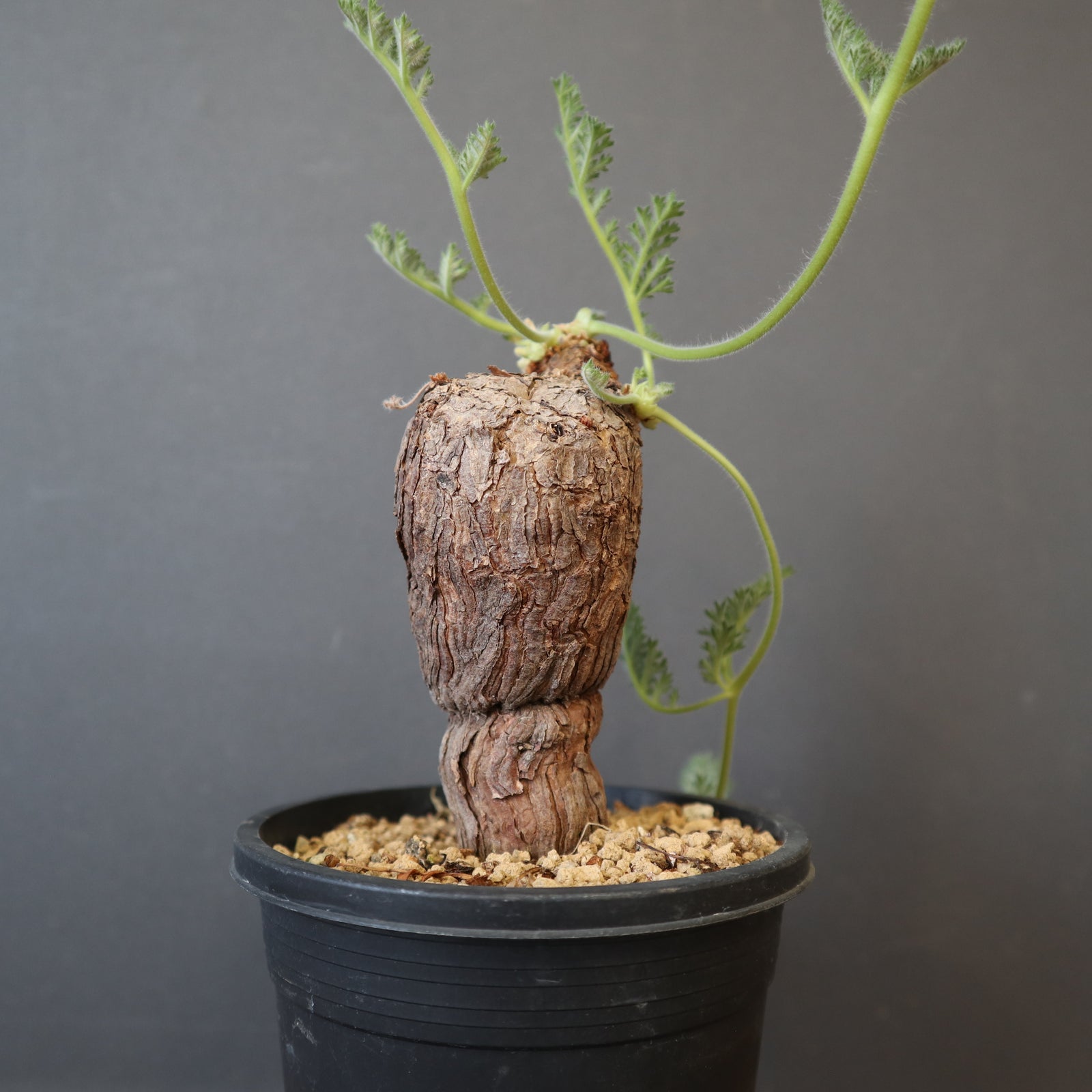 P.トリステ 88 – TaiShoDo ONLINE SHOP