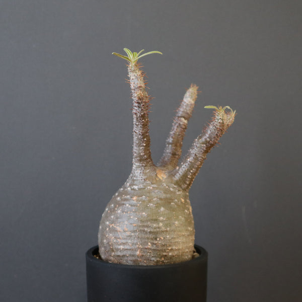 メイレオ 樣專用手作植木鉢 L サイズ 検（ 塊根植物 グラキリス パキプス 手作植木鉢 LLサイズ 検（ 塊根植物 グラキリス パキプス アガベ