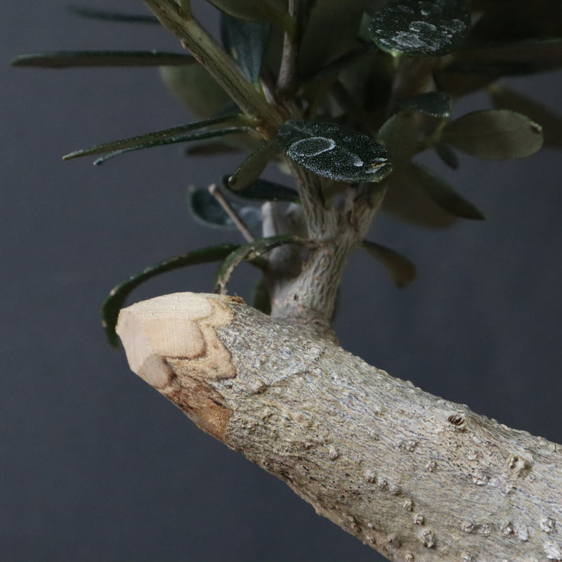 オリーブ（マンザロ二）　EC1168