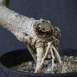 オリーブ（マンザロ二）　EC1168