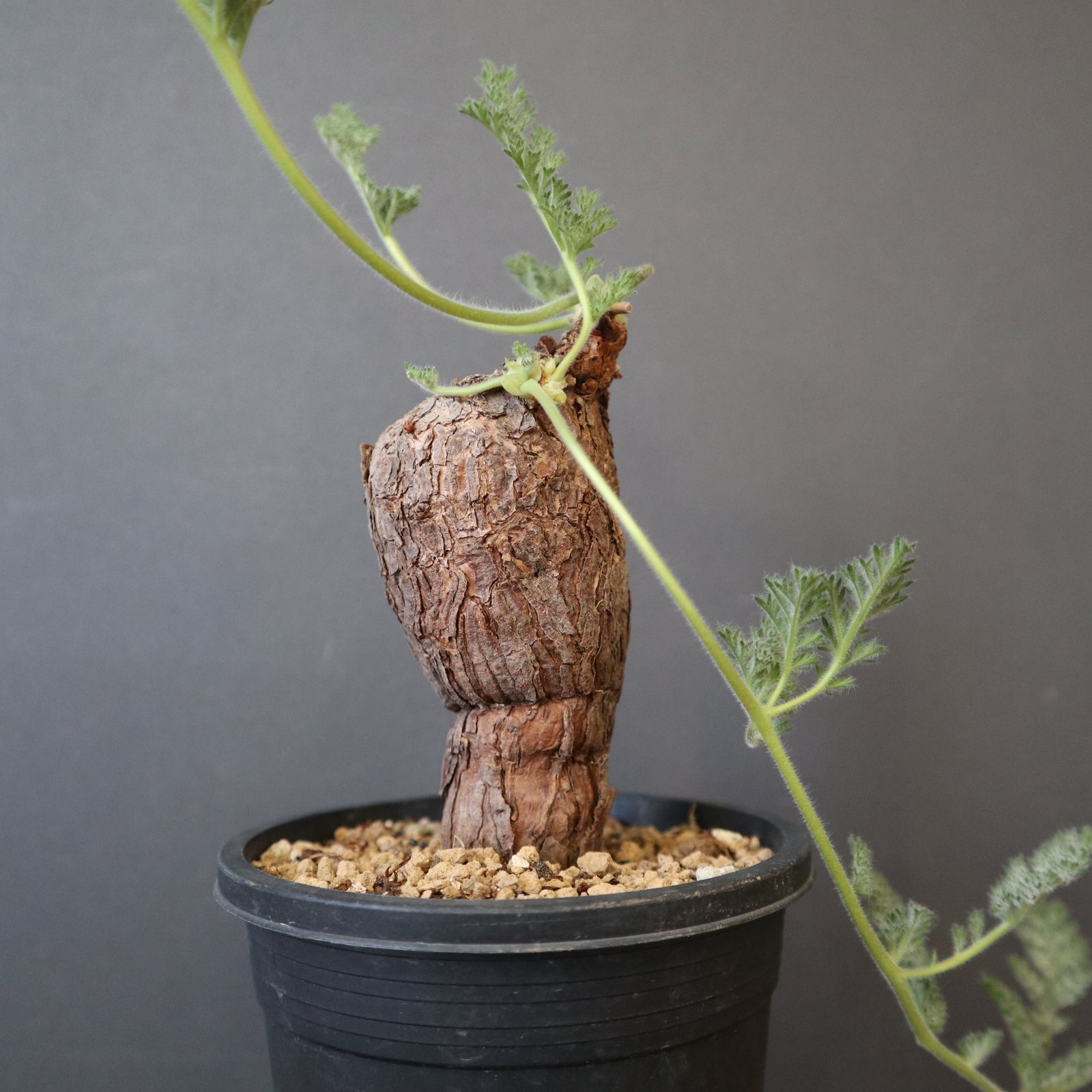 P.トリステ 88 – TaiShoDo ONLINE SHOP