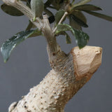 オリーブ（マンザロ二）　EC1168