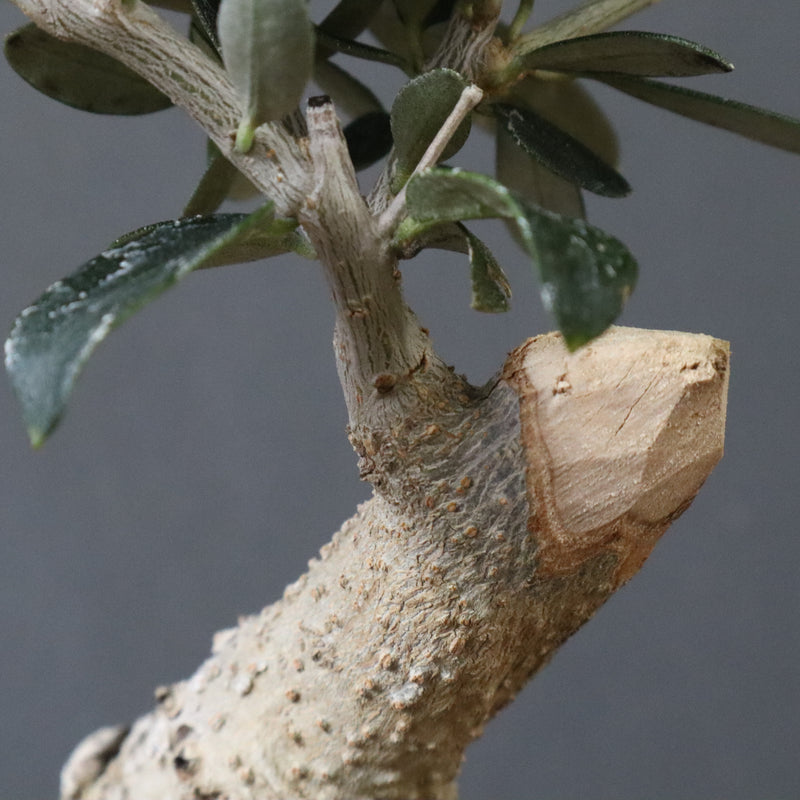 オリーブ（マンザロ二）　EC1168