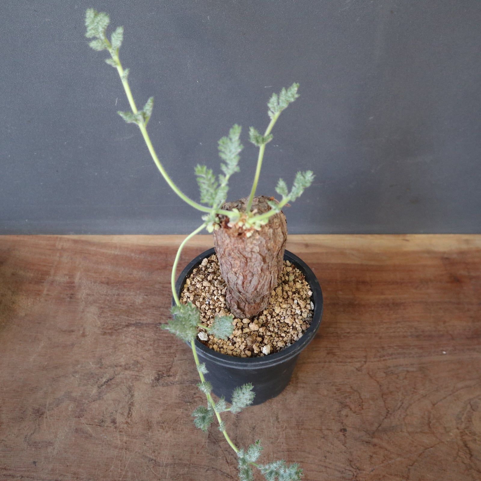 P.トリステ 88 – TaiShoDo ONLINE SHOP