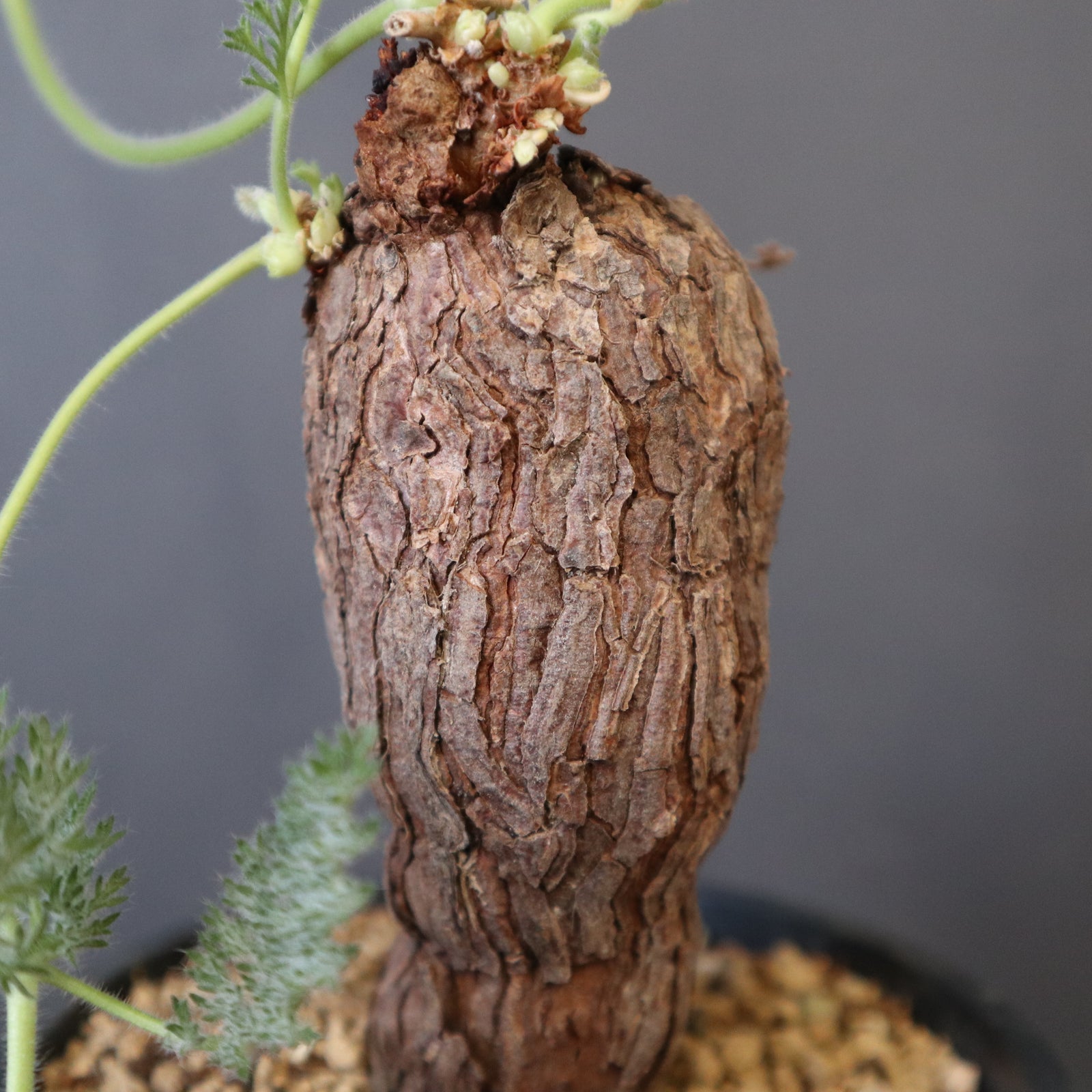 P.トリステ 88 – TaiShoDo ONLINE SHOP