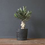 オリーブ（マンザロ二）　EC1169