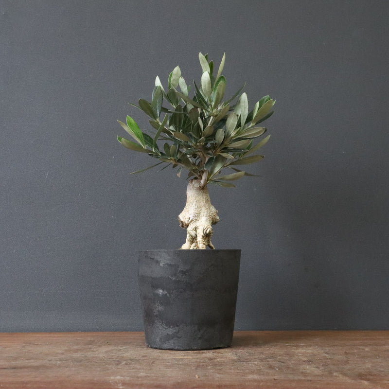 オリーブ（マンザロ二）　EC1169