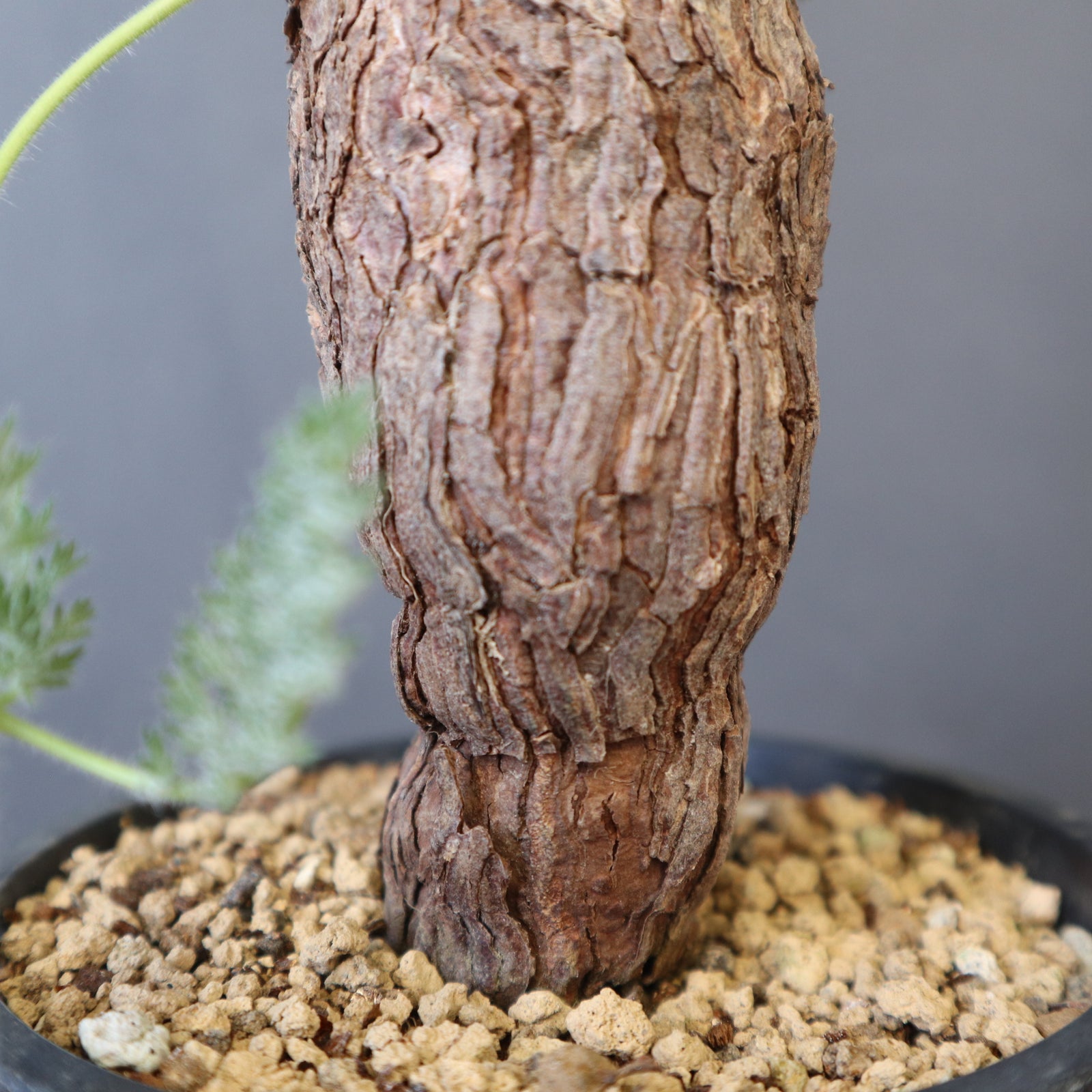 P.トリステ 88 – TaiShoDo ONLINE SHOP