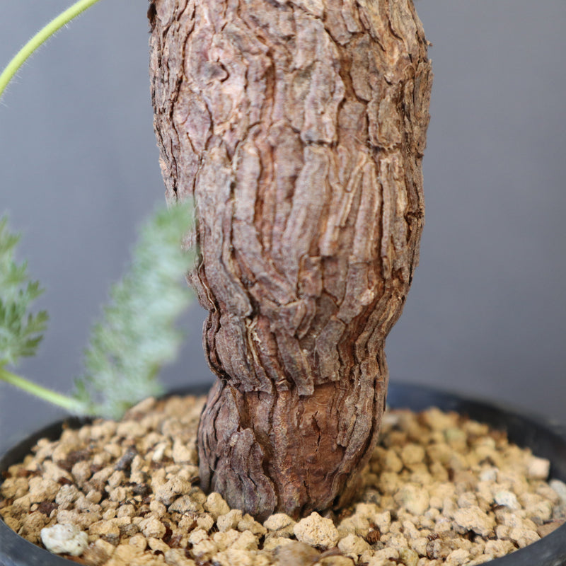 P.トリステ 88 – TaiShoDo ONLINE SHOP